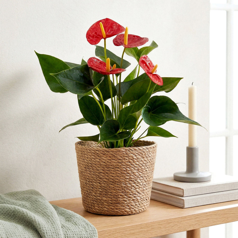 Anthurium roșu